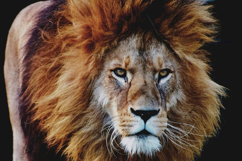A lion's head with a mane. 2