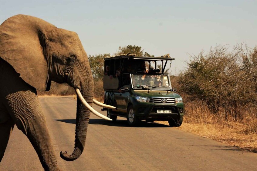 An elephant walking beside a safari vehicle on a road. 5