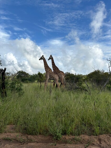 Two giraffes walking through a grassy savanna with trees and a blue sky. 3