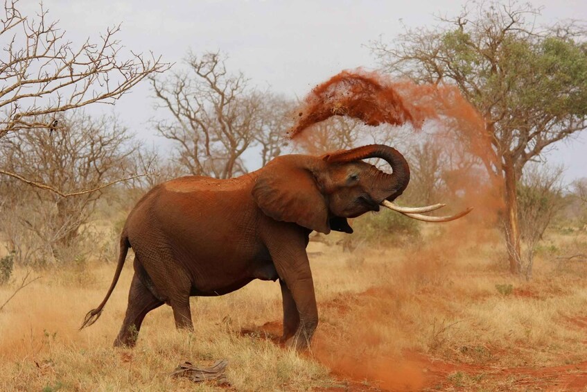 An elephant in a dry, grassy savannah with sparse trees, kicking up dust. 4