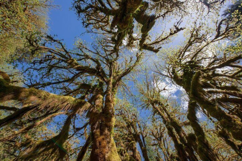 A tall tree with moss-covered branches and a clear blue sky in the background. 4