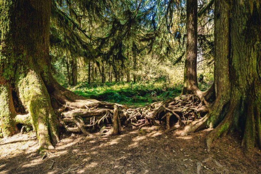 A forest with large trees and a fallen tree in the center. 2