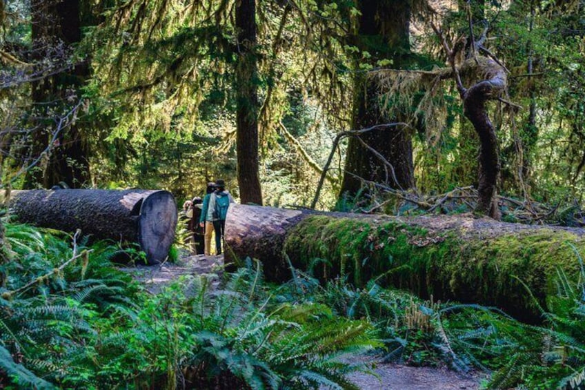 A forest with large logs and ferns. 3