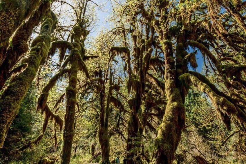 A dense forest with moss-covered trees and a clear blue sky. 1