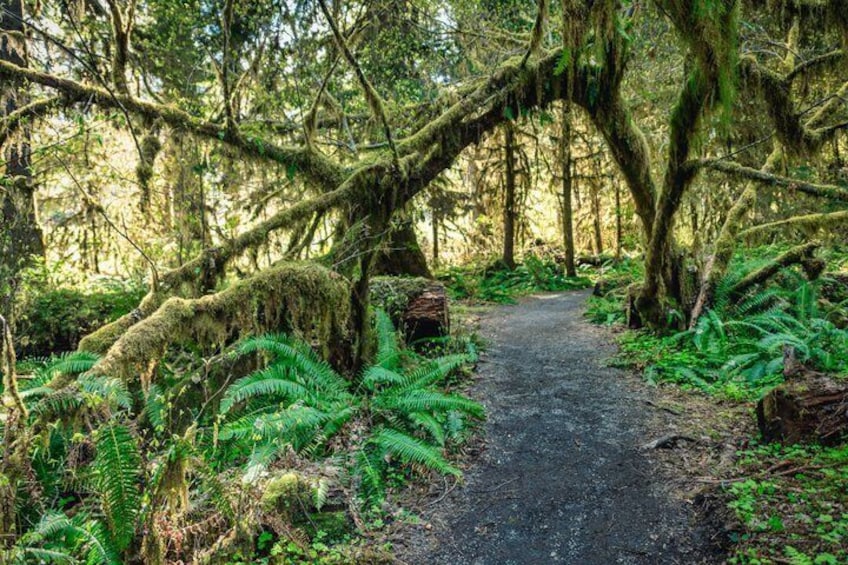A forest path with moss-covered trees and ferns. 5