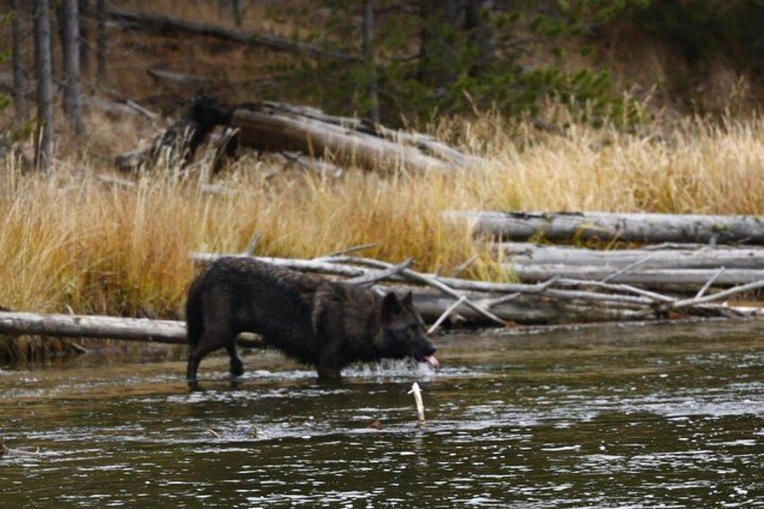 A bear wading in a river with logs and tall grass in the background. 3