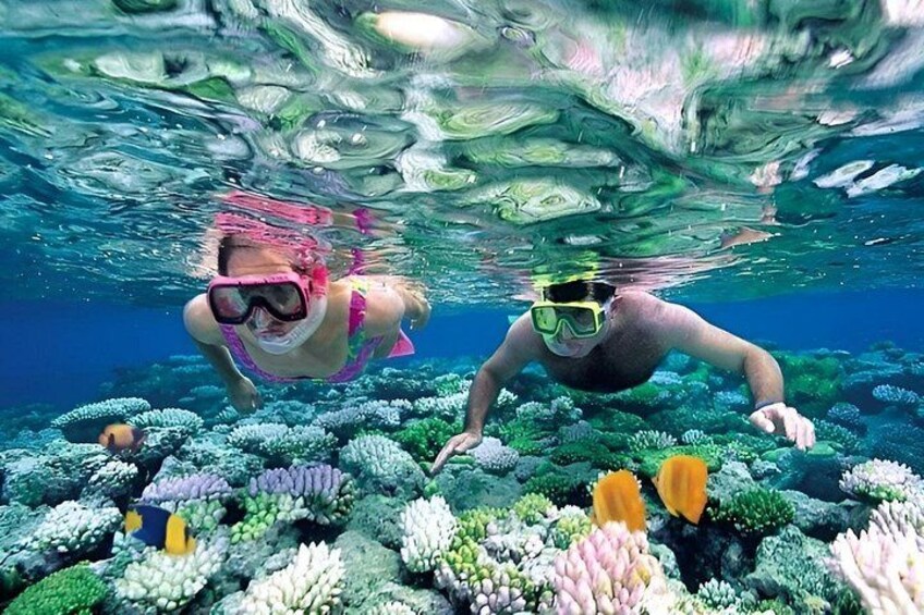 Two people snorkeling underwater with coral reefs and fish. 3