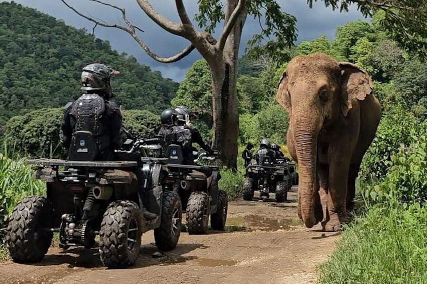 Un elefante caminando al lado de un sendero de tierra con cuatro vehículos todo terreno y dos jinetes con equipo de protección. 1