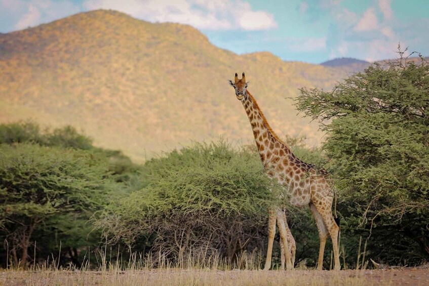 A giraffe standing in a savanna with trees and hills in the background. 3
