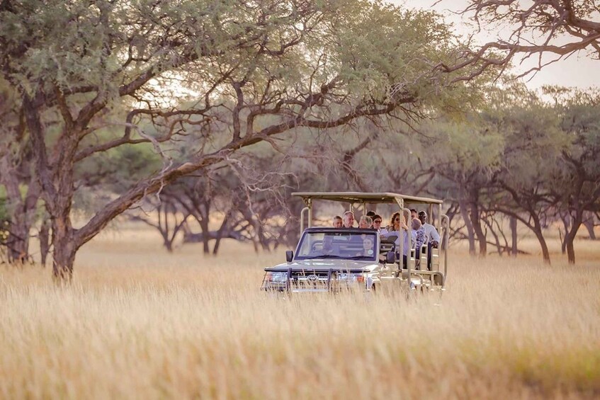 A safari vehicle with passengers in a grassy savanna with sparse trees. 4