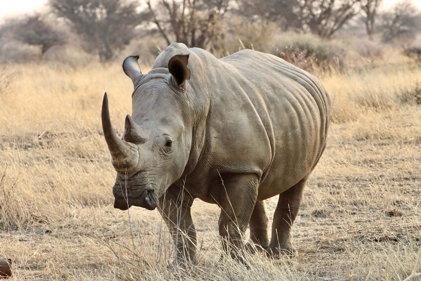 A rhinoceros in a dry grassland with sparse trees in the background. 1