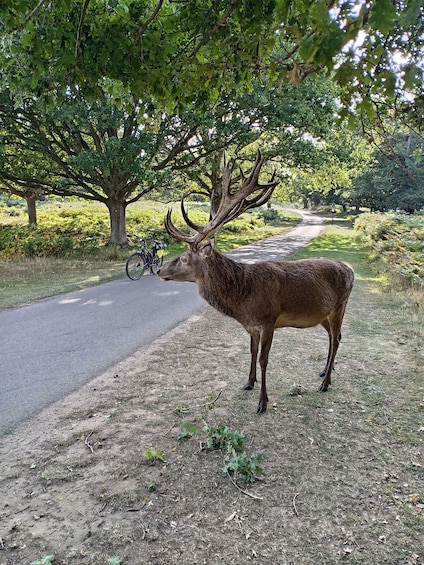 London: Battersea Power Station to Richmond Park E-Bike Tour 1
