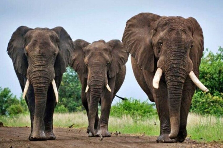 Three elephants walking on a dirt path with greenery in the background. 4