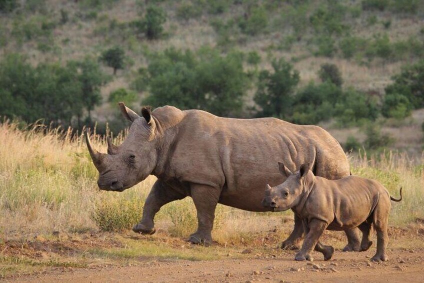 A rhinoceros with its calf walking on a dirt path in a grassy savannah. 3