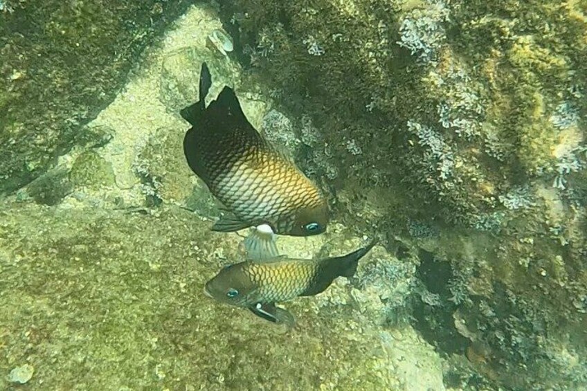 Deux poissons nageant près d’une surface rocheuse sous-marine. 5