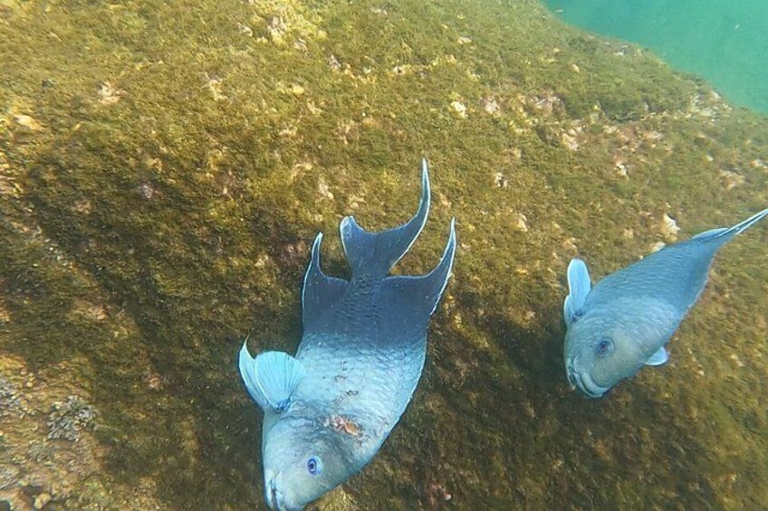 Deux poissons nageant près d’une surface rocheuse sous-marine. 3