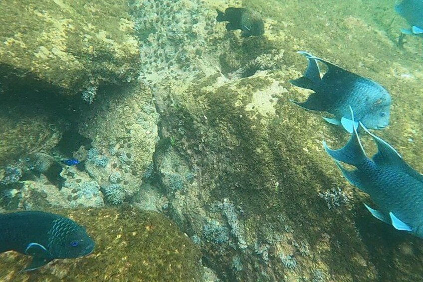 Une scène sous-marine avec une grande formation rocheuse, différentes espèces de poissons et des coraux. 4