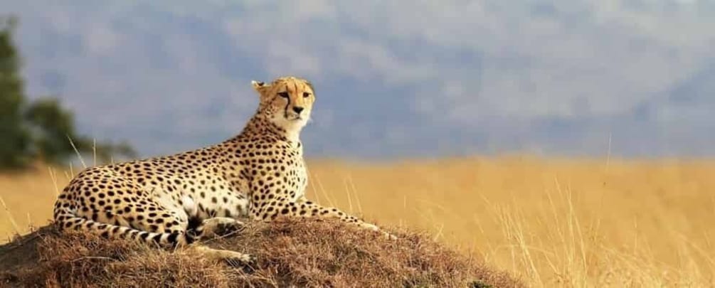 A cheetah resting on a mound in a grassy field with a clear sky. 2