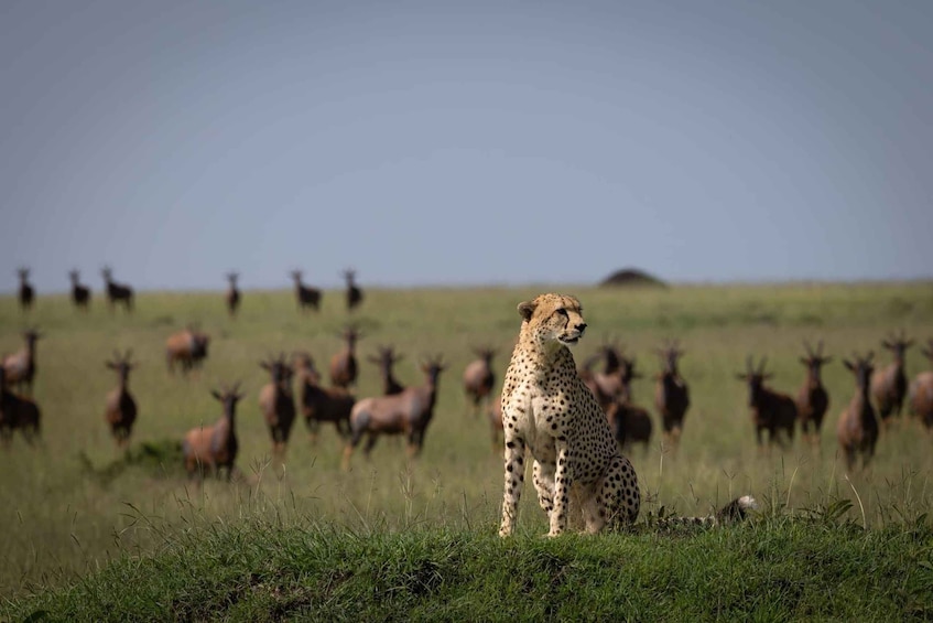 A cheetah in a grassy field with a herd of antelopes in the background. 4