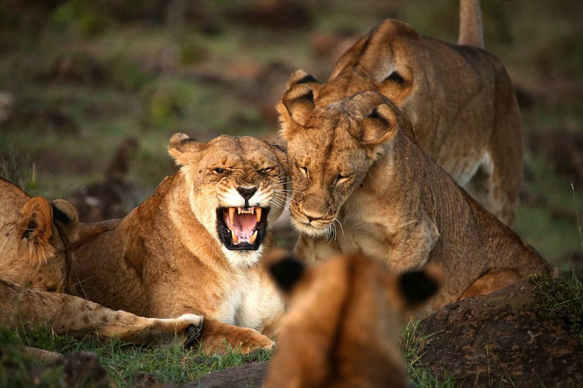Two lions lying on grass with a rock in the foreground. 5