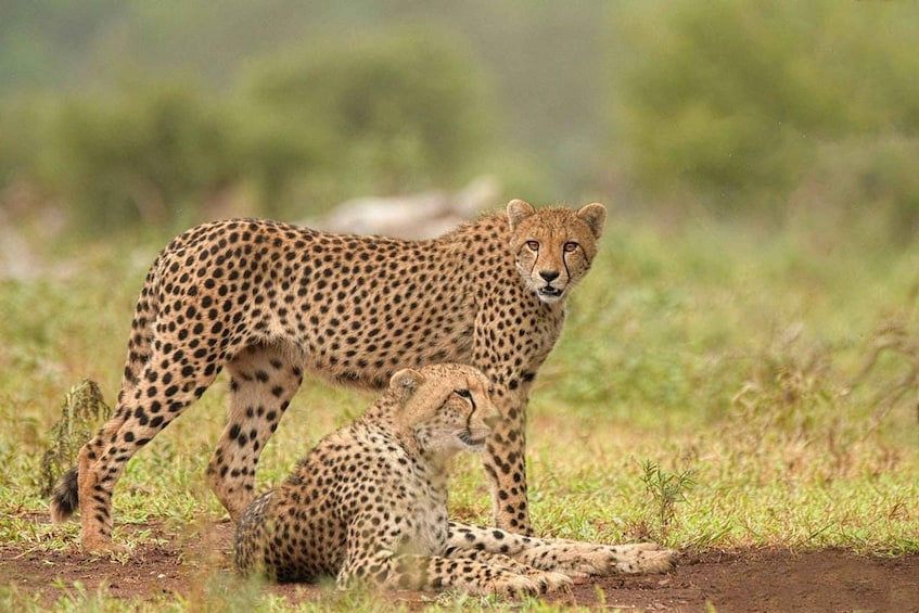Two cheetahs in a grassy savannah with one standing and the other lying down. 3