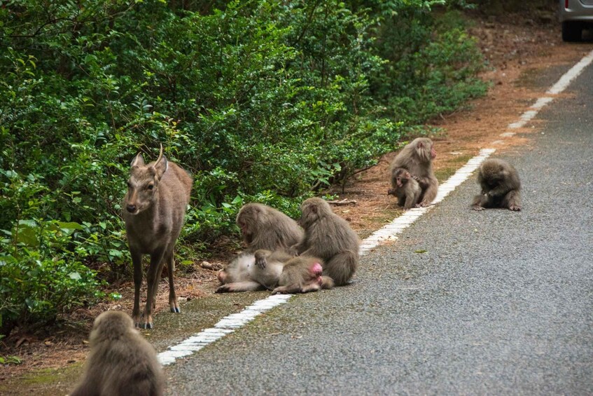 A group of monkeys on a roadside, with dense foliage in the background. 5