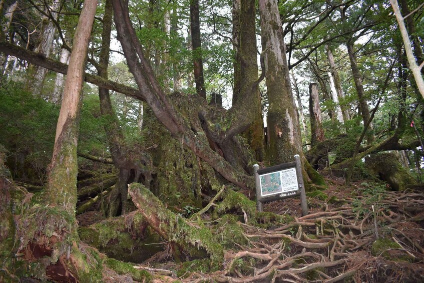 A dense forest with moss-covered trees and a signpost. 4
