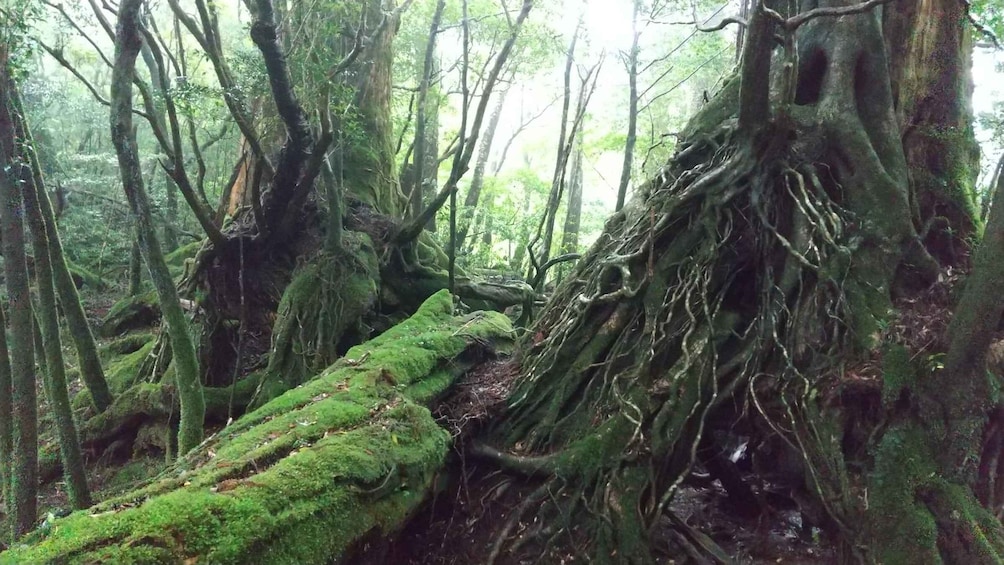 A dense forest with moss-covered trees and a fallen log. 2