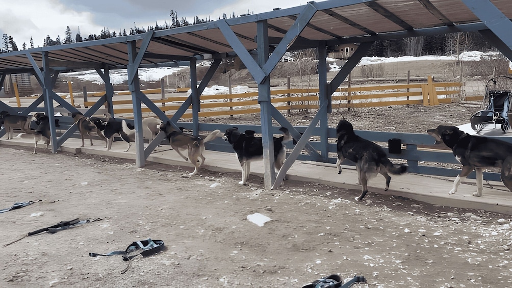A covered area with dogs and a fenced enclosure in a snowy landscape. 4