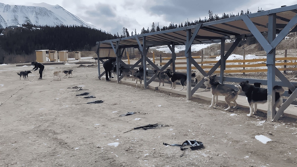 A group of dogs under a shelter with a mountainous backdrop. 3