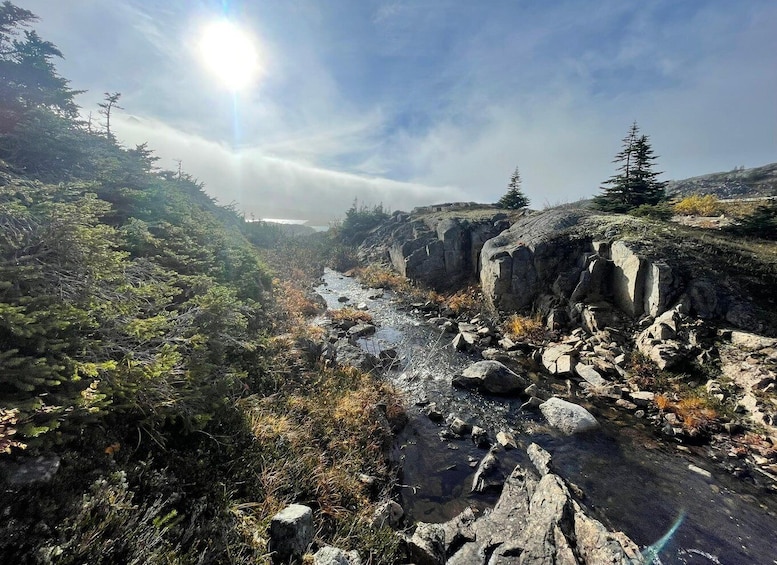 A rocky stream with surrounding vegetation and a clear sky. 2