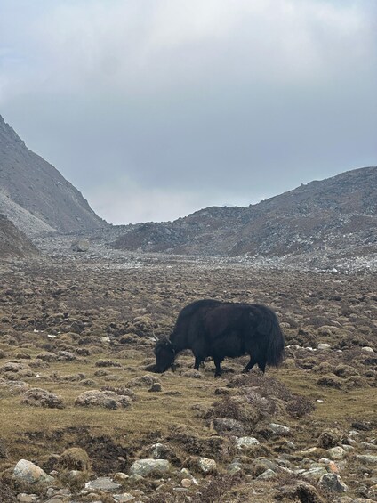Picture 4 for Activity From Kathmandu: 12-Day Annapurna Circuit Trek with Guide 2