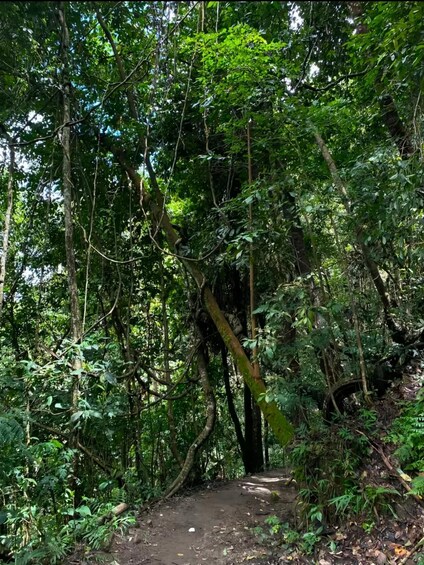 A forested trail with dense foliage and a fallen tree blocking the path. 5