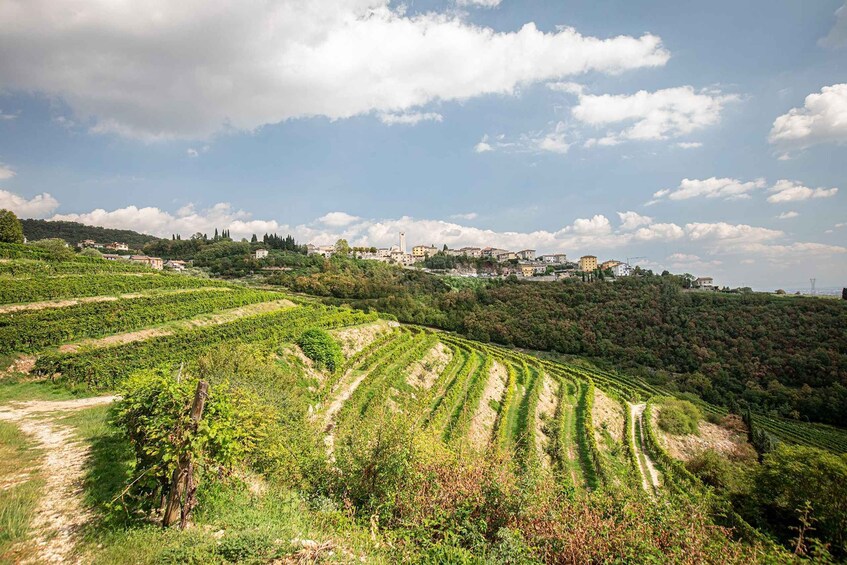 Terraced vineyards, a hilltop town, and a clear sky. 1