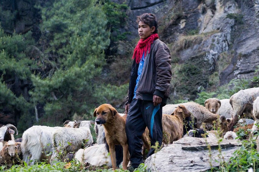 Una persona con un perro y un rebaño de ovejas en una zona montañosa. 1