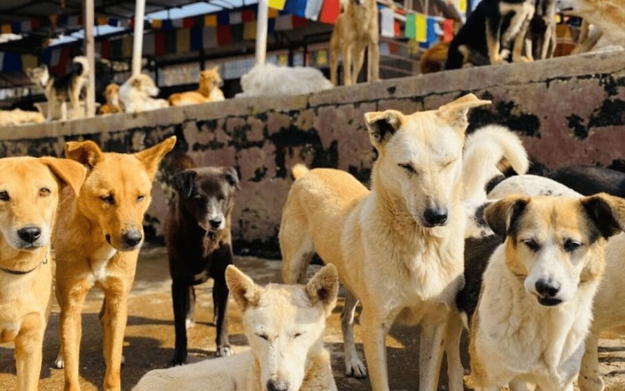 Un grupo de perros en un recinto exterior con un muro desgastado y banderas coloridas al fondo. 3