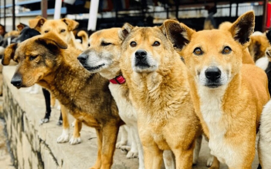 Un grupo de perros de pie sobre una superficie de concreto. 2