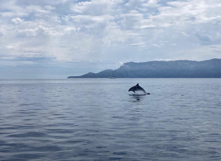 A dolphin leaping out of the water in a calm sea with mountains in the background. 5