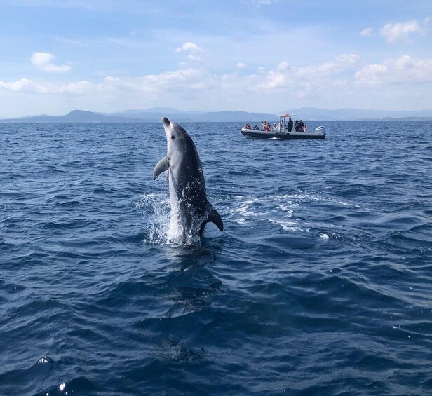 Picture 9 for Activity Portisco: Eco-Friendly Dolphin Watching Boat Trip 2