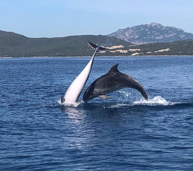 Portisco: Eco-Friendly Dolphin Watching Boat Trip 1
