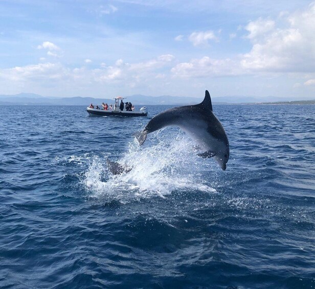 Picture 1 for Activity Portisco: Eco-Friendly Dolphin Watching Boat Trip 3