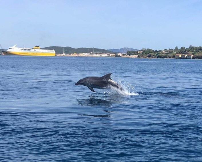 Picture 5 for Activity Portisco: Eco-Friendly Dolphin Watching Boat Trip 4