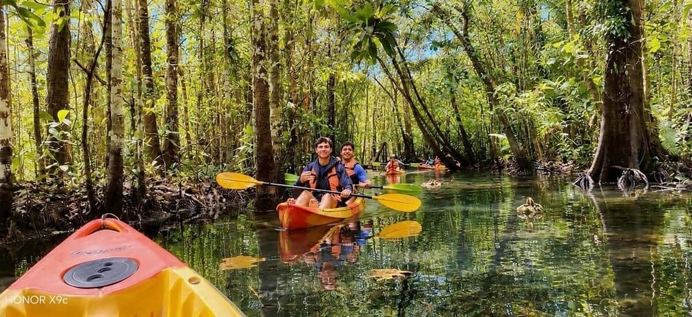 People kayaking in a mangrove forest. 4