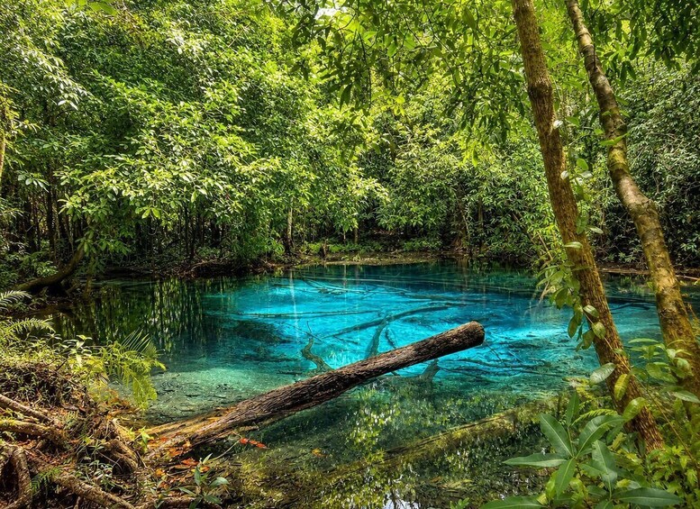 A clear blue river surrounded by dense green foliage. 3