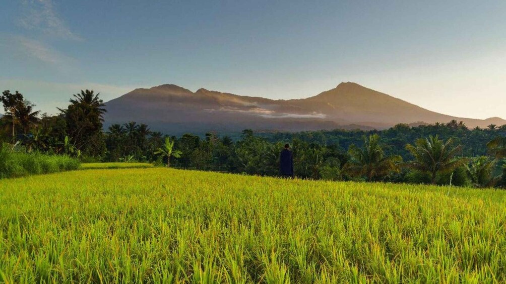 A person standing in a rice field with mountains in the background. 5