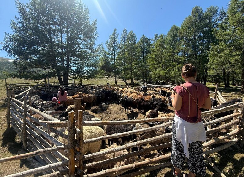 A fenced area with a herd of sheep and a person observing them. 3