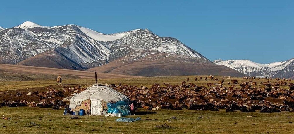 A pastoral scene with a herd of cattle grazing in a field, a small yurt, and snow-capped mountains in the background. 1