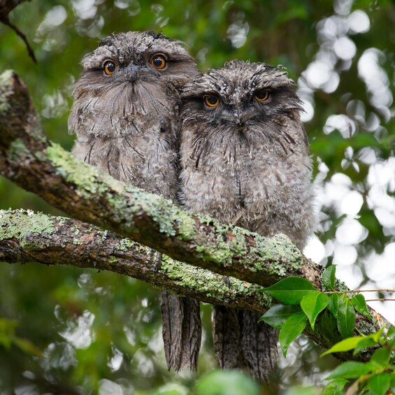 Picture 7 for Activity Village, Wildlife & Birds Watching Tour from Hambantota Port 4