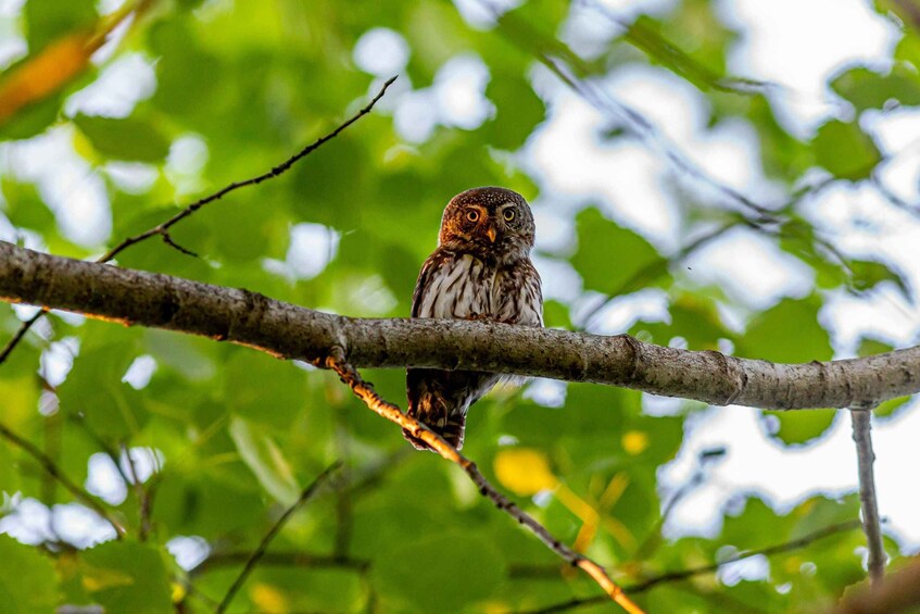 Picture 5 for Activity Village, Wildlife & Birds Watching Tour from Hambantota Port 5