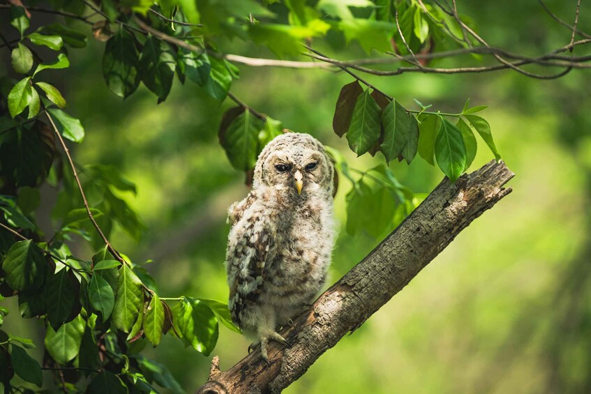 Village, Wildlife & Birds Watching Tour from Hambantota Port 2